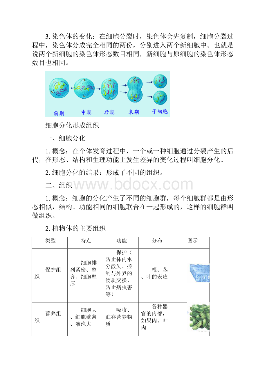 生物七年级上册考点汇总 122动植物细胞的生长和分化冀少版.docx_第3页