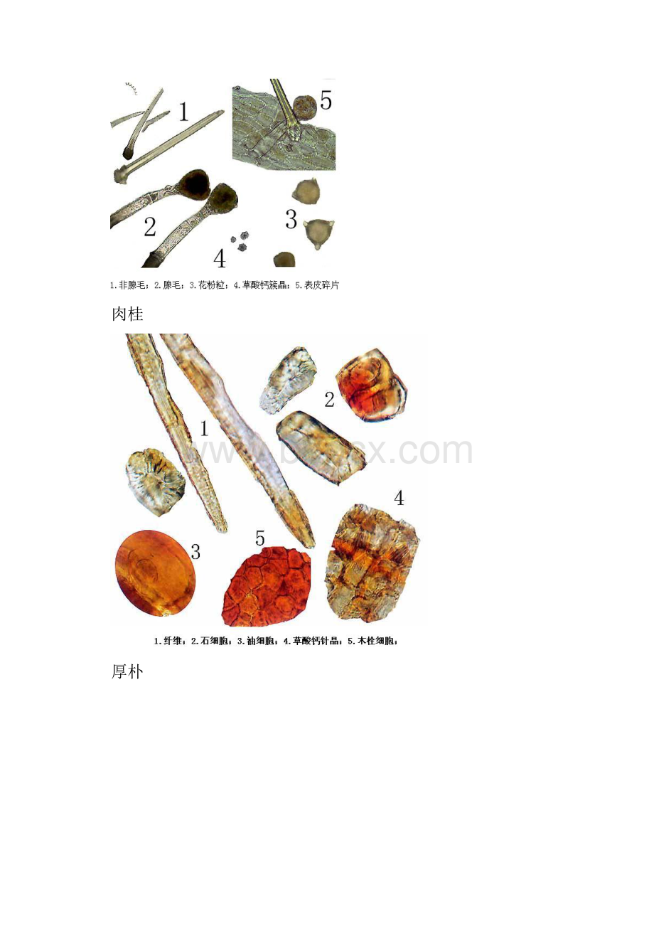 中药粉末显微特征整理.docx_第3页