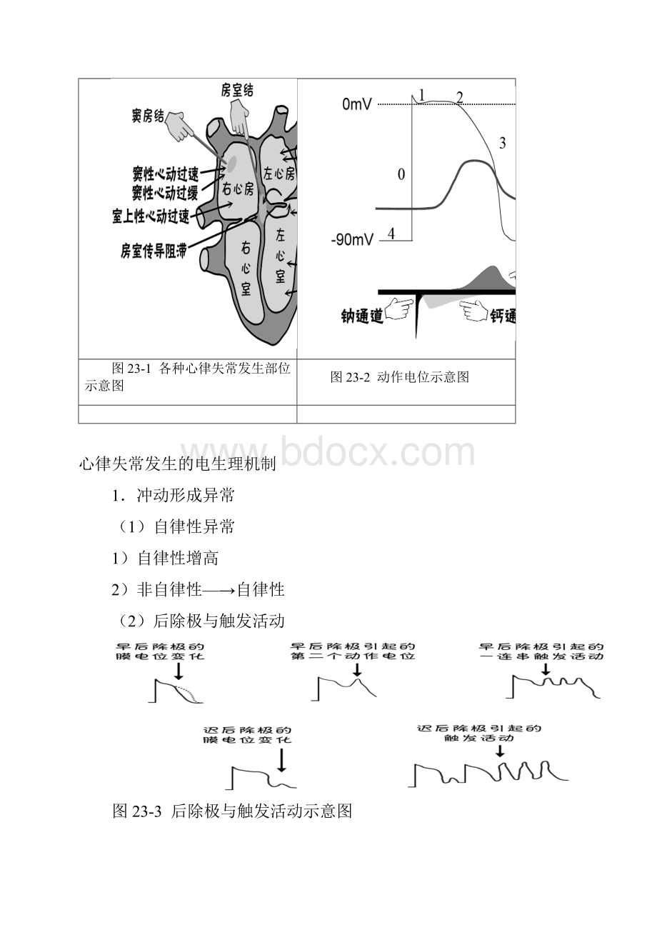 第二十三篇抗心律失常药.docx_第2页