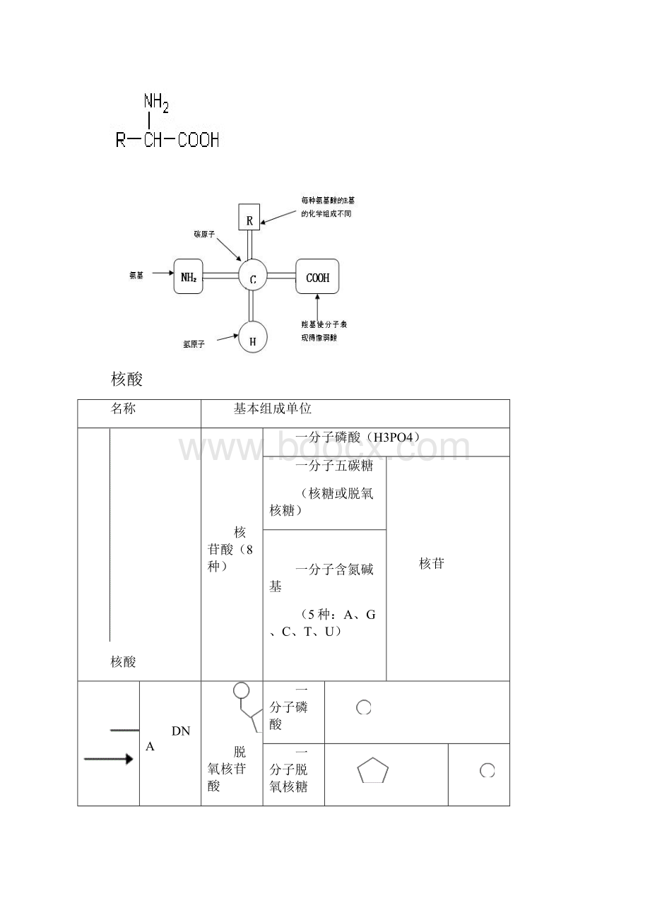 专题一 细胞的分子组成与结构 教案.docx_第3页