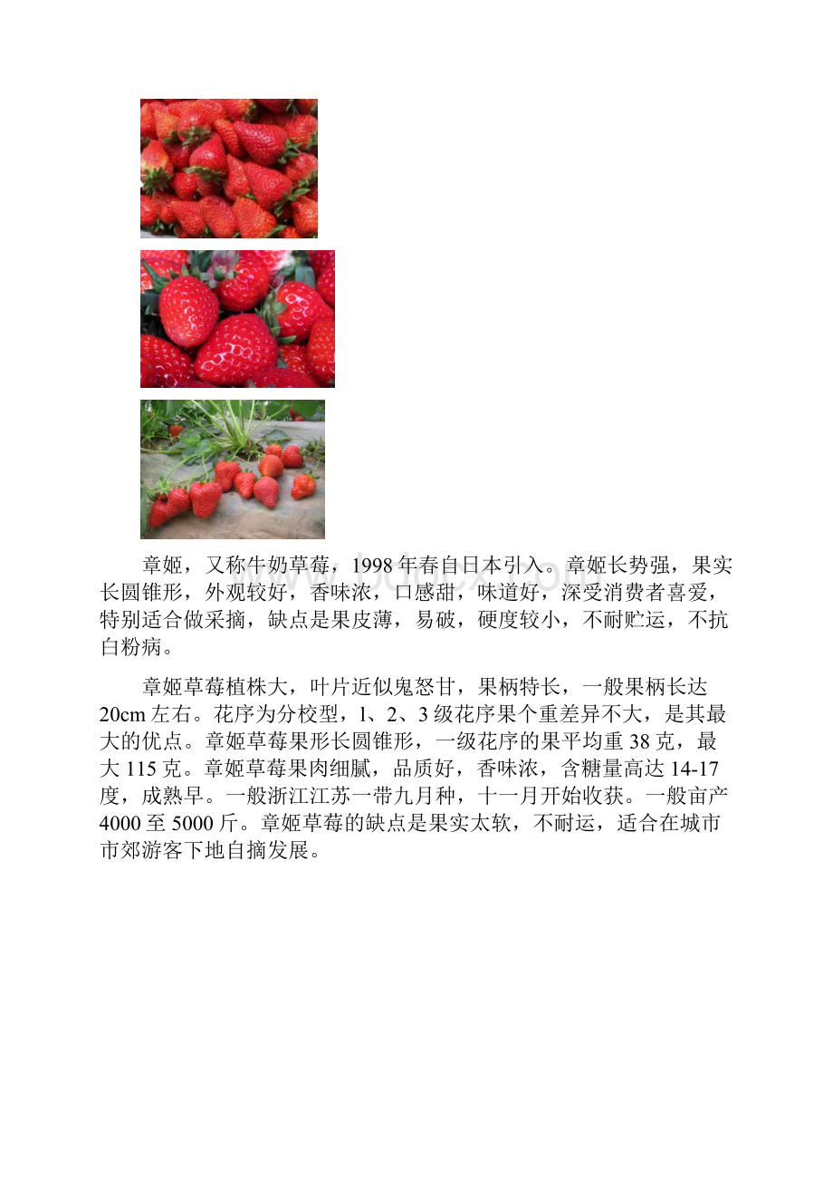 草莓的栽培管理.docx_第3页