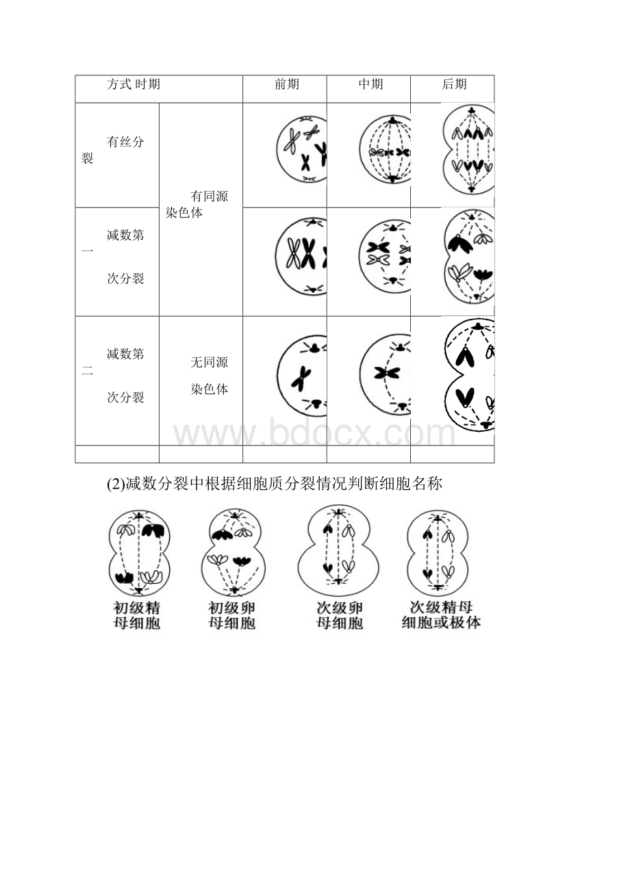 高二细胞分裂图像复习.docx_第2页