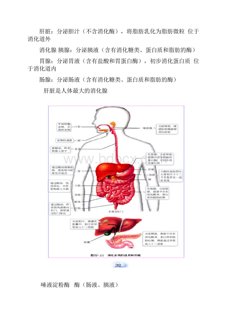 人版初中生物七年级下必记图.docx_第3页