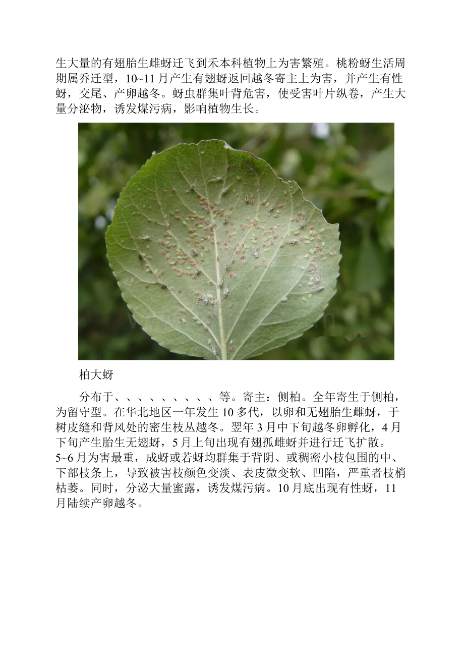 常见14种蚜虫的识别及综合防治技术.docx_第3页