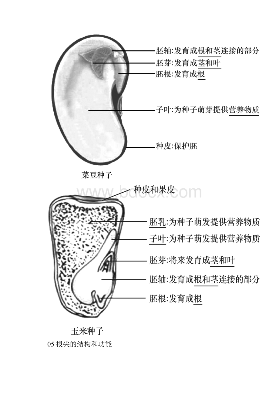 最新初中生物知识结构图文并茂.docx_第3页