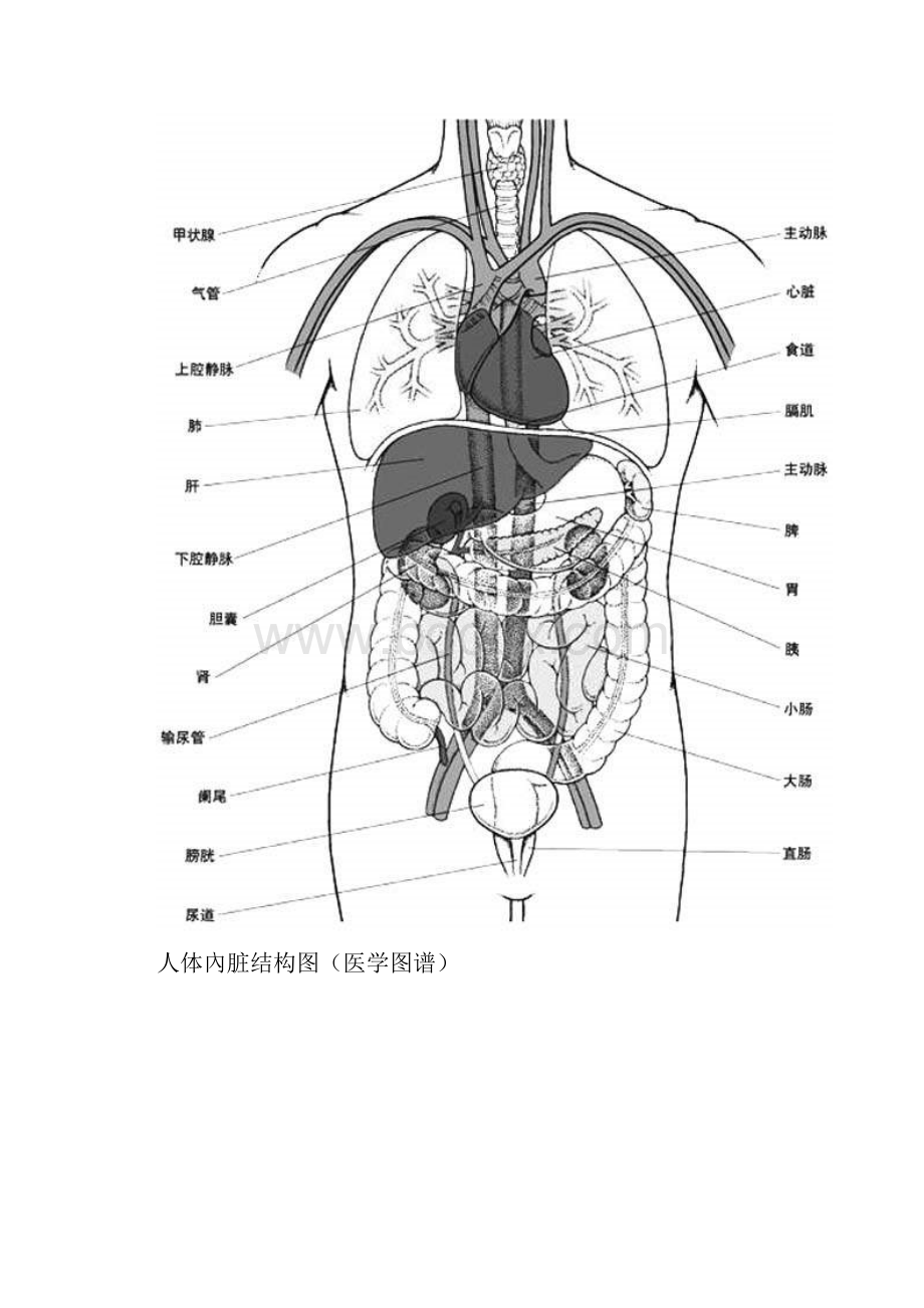 小学科学教科版四年级上册高效课堂资料41《身体的结构》资料人体腹部结构图.docx_第3页