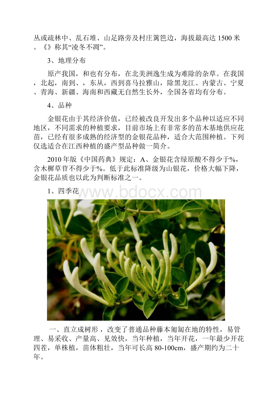 金银花种植投资综合分析报告.docx_第2页