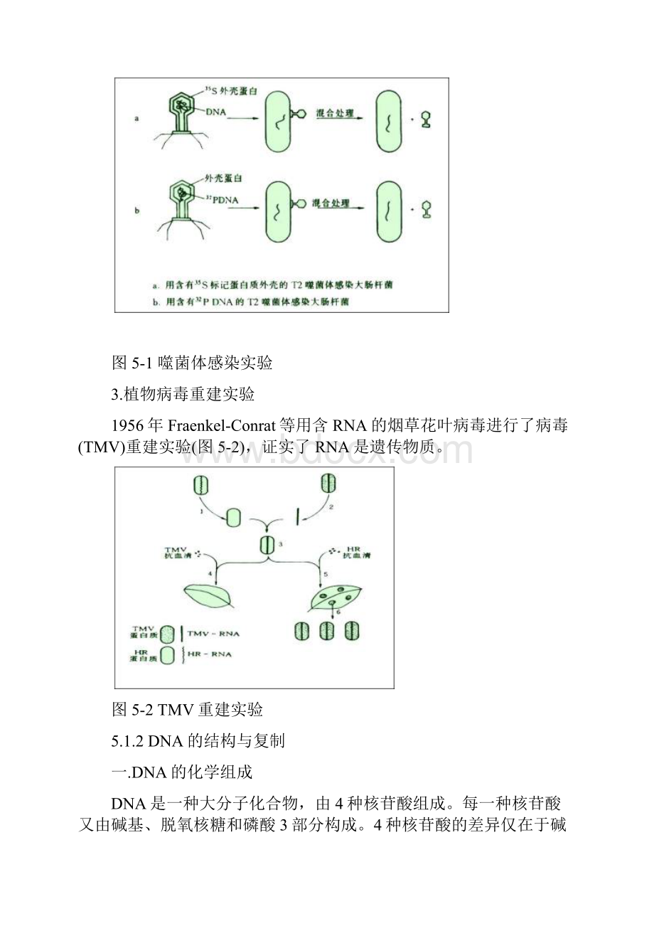 5微生物的遗传和变异.docx_第2页