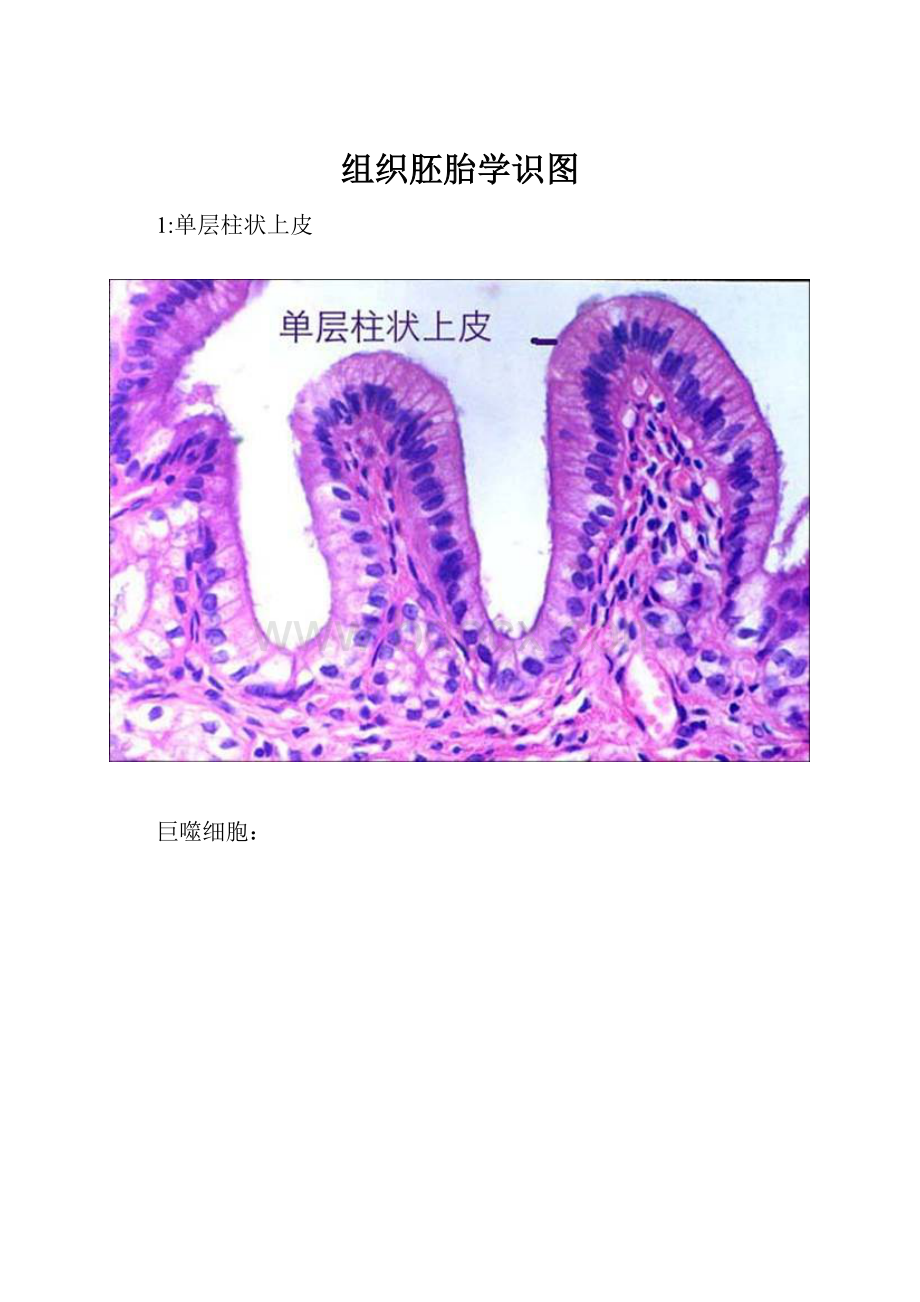 组织胚胎学识图.docx