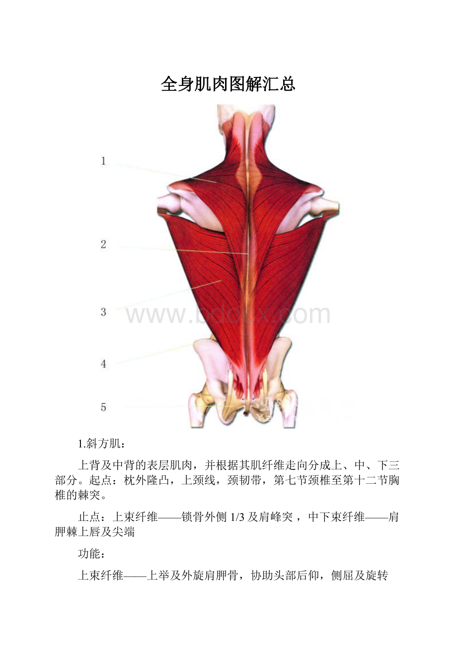 全身肌肉图解汇总.docx