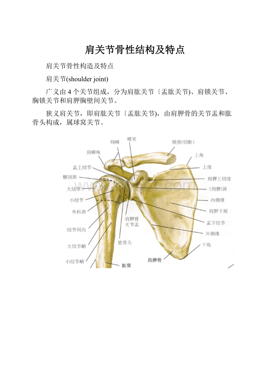 肩关节骨性结构及特点.docx