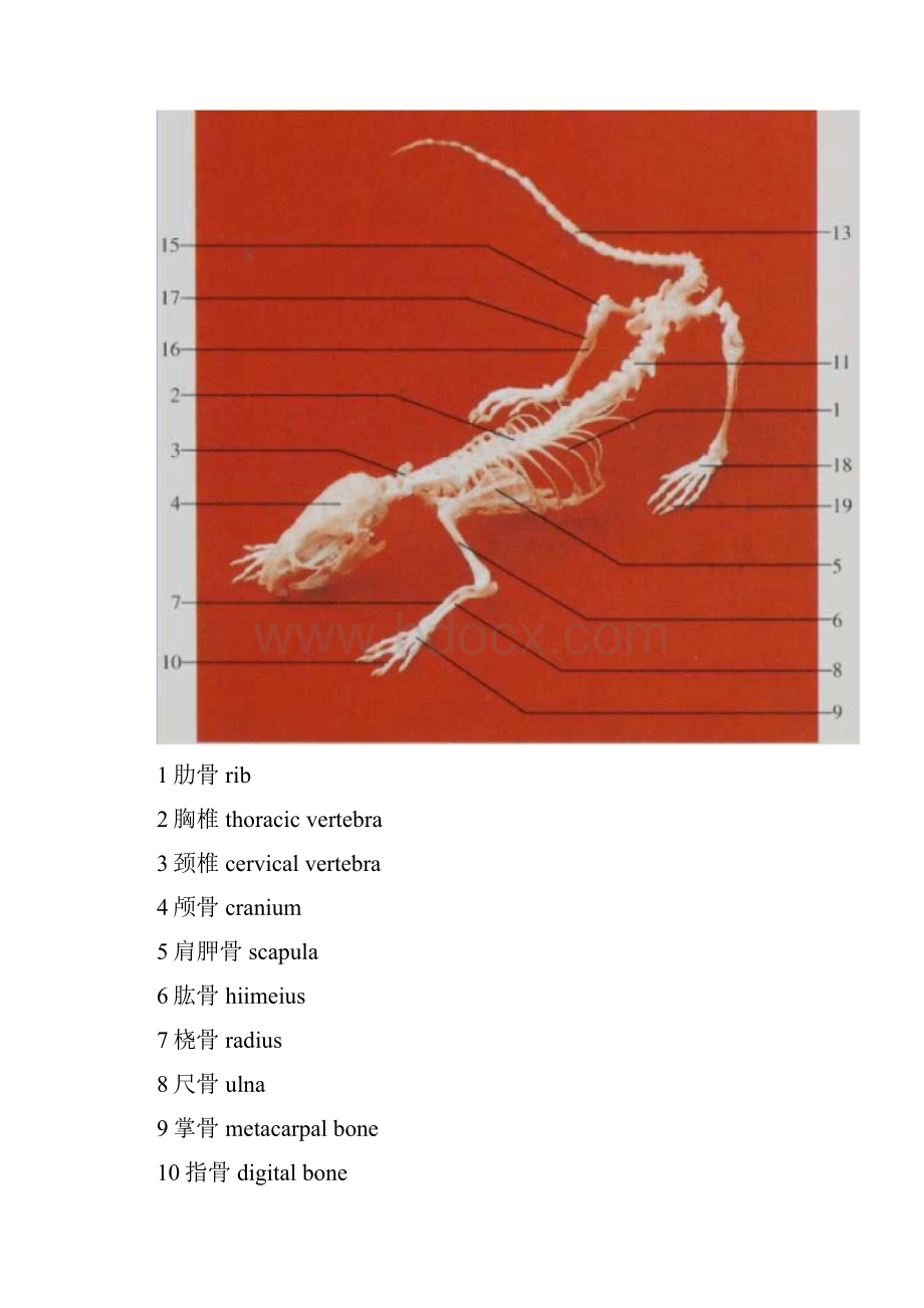 大鼠和小鼠解剖图谱照片版doc.docx_第2页