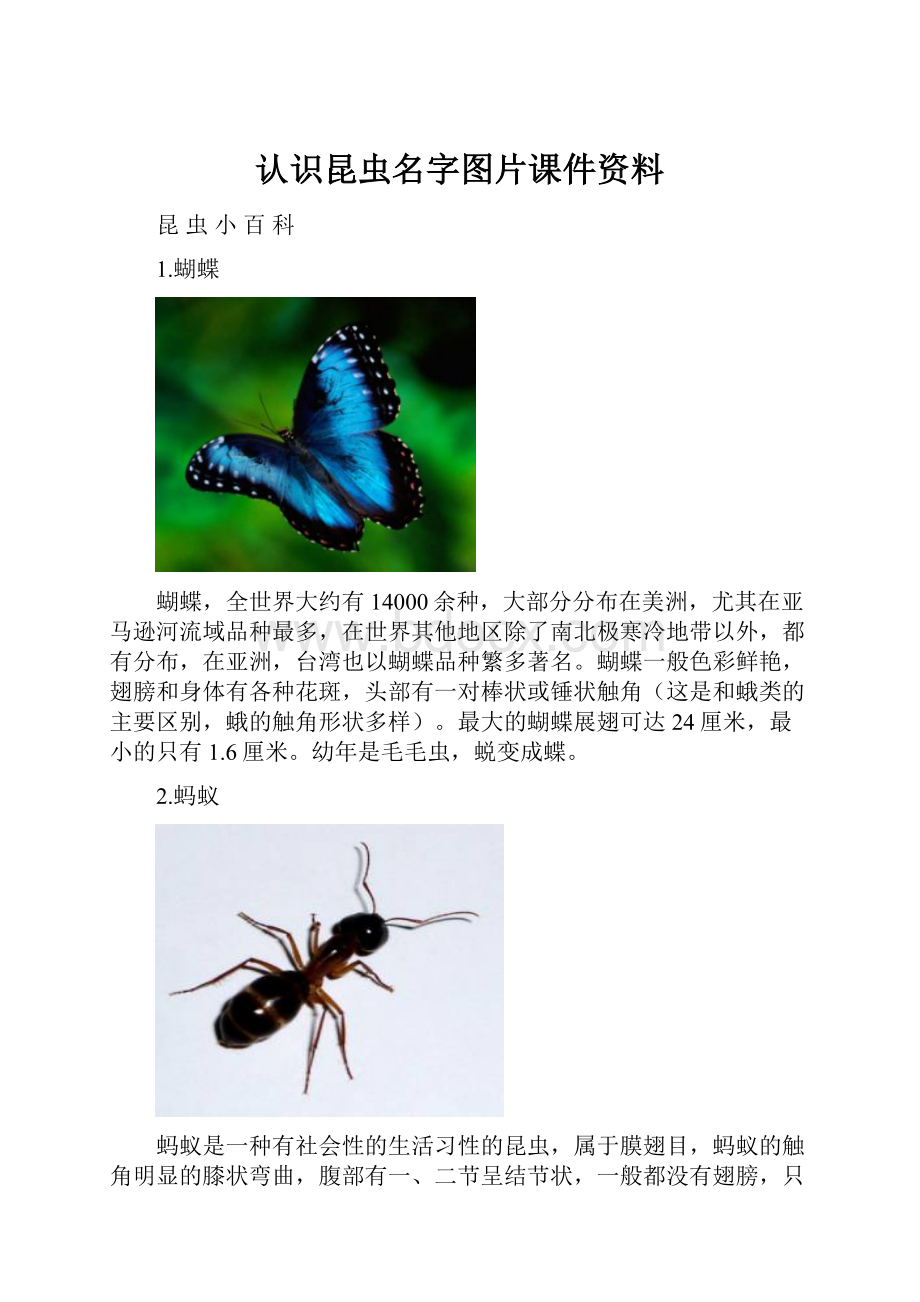 认识昆虫名字图片课件资料.docx