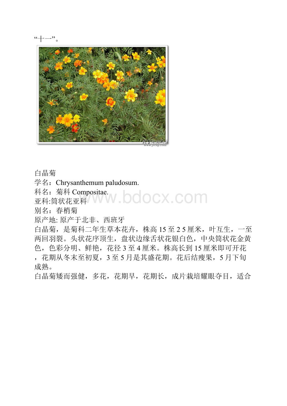 常见菊科植物之欧阳结创编.docx_第2页