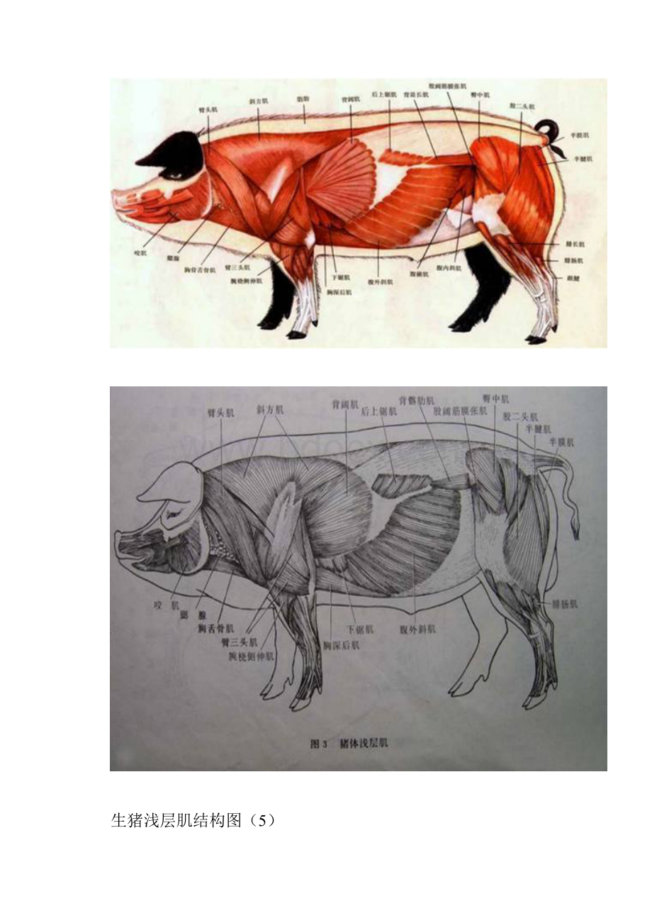 猪各部位详细结构图.docx_第3页