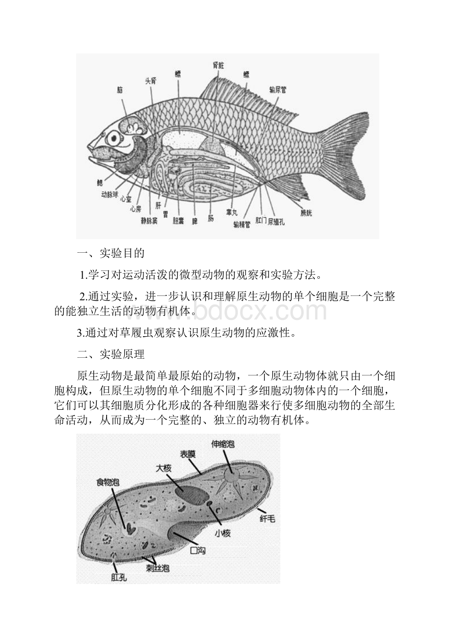 普通生物学实验八.docx_第3页