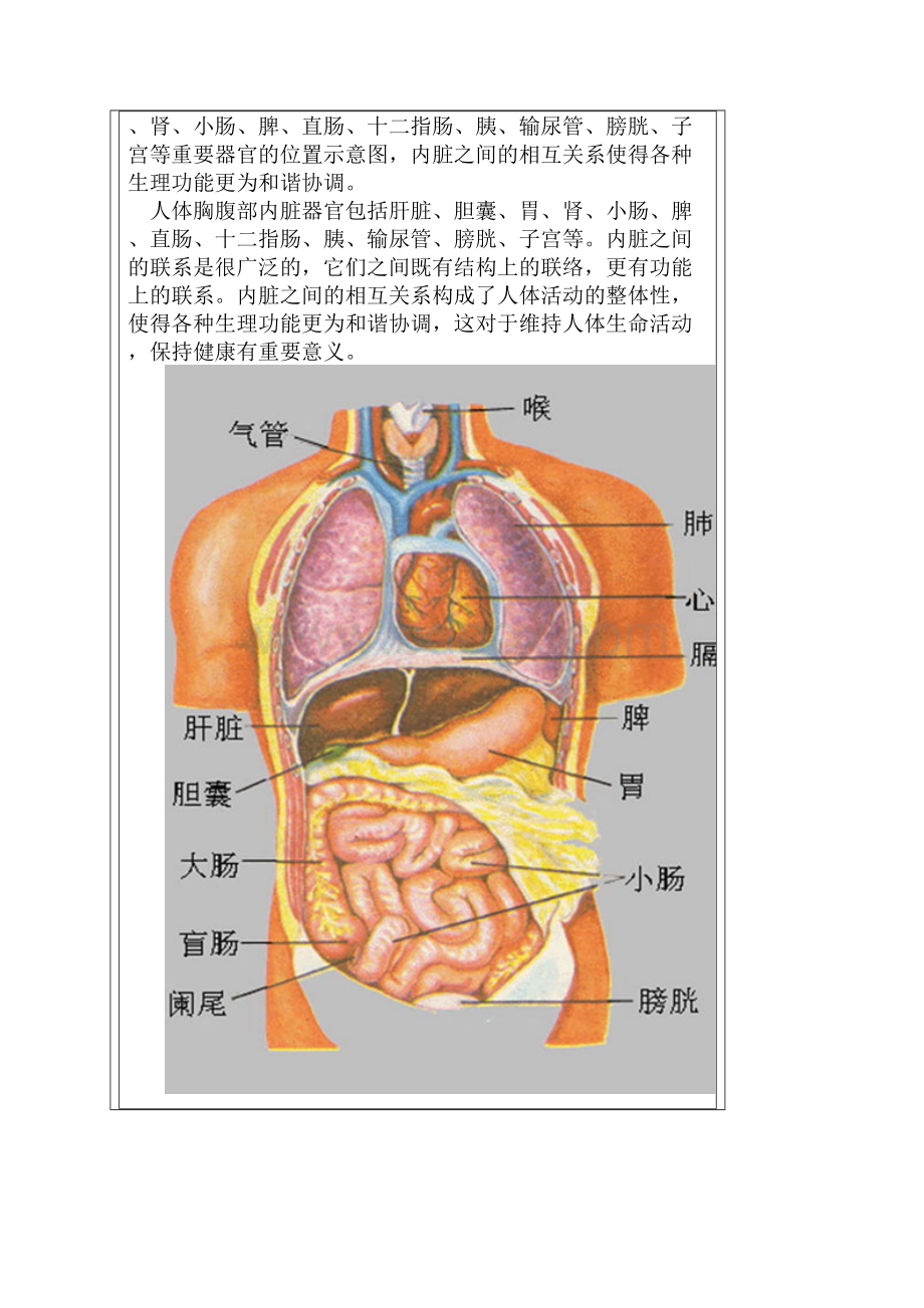 人体内脏位置图.docx_第2页