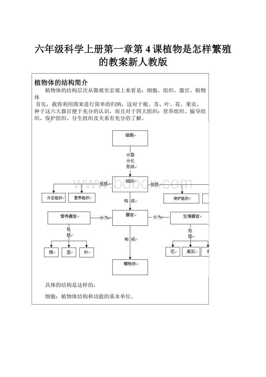 六年级科学上册第一章第4课植物是怎样繁殖的教案新人教版.docx