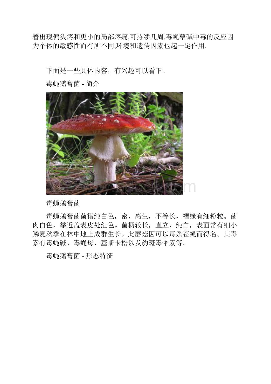 毒蝇鹅膏菌.docx_第2页