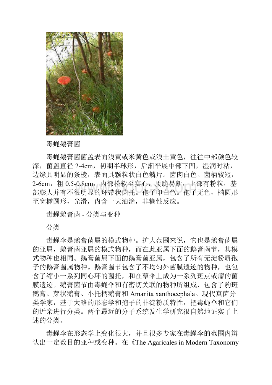 毒蝇鹅膏菌.docx_第3页