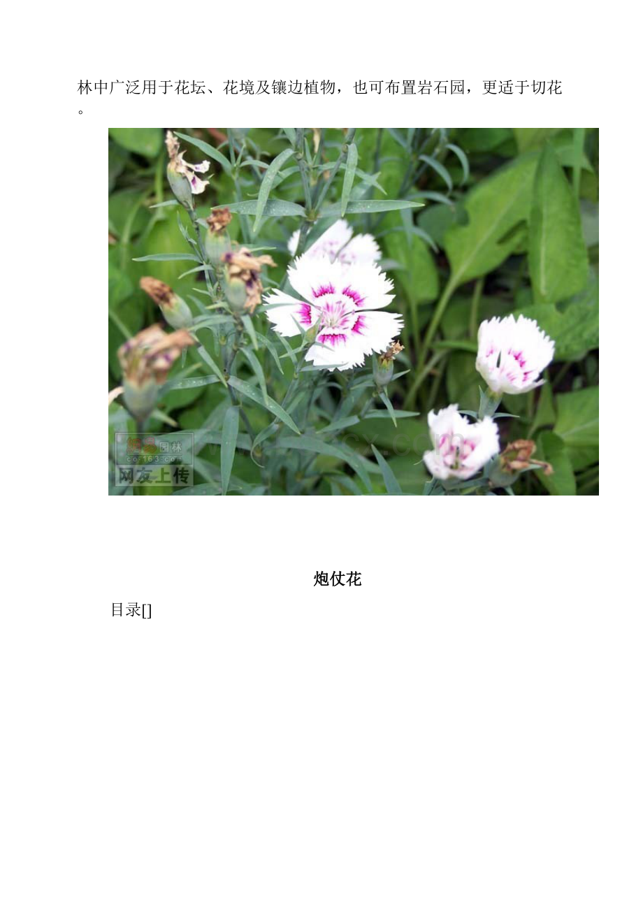 南方常见植物.docx_第3页