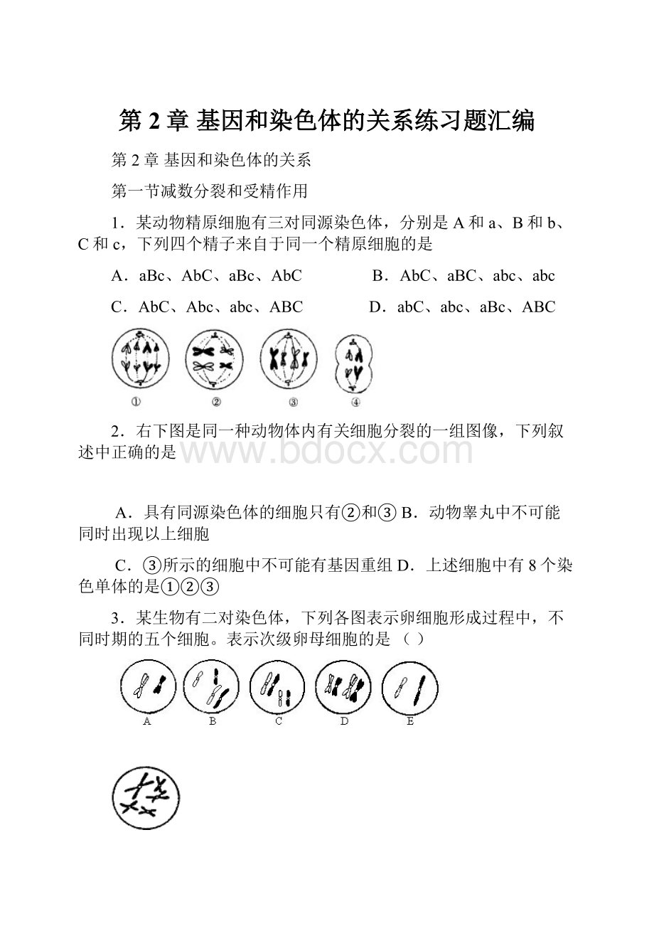 第2章基因和染色体的关系练习题汇编.docx_第1页