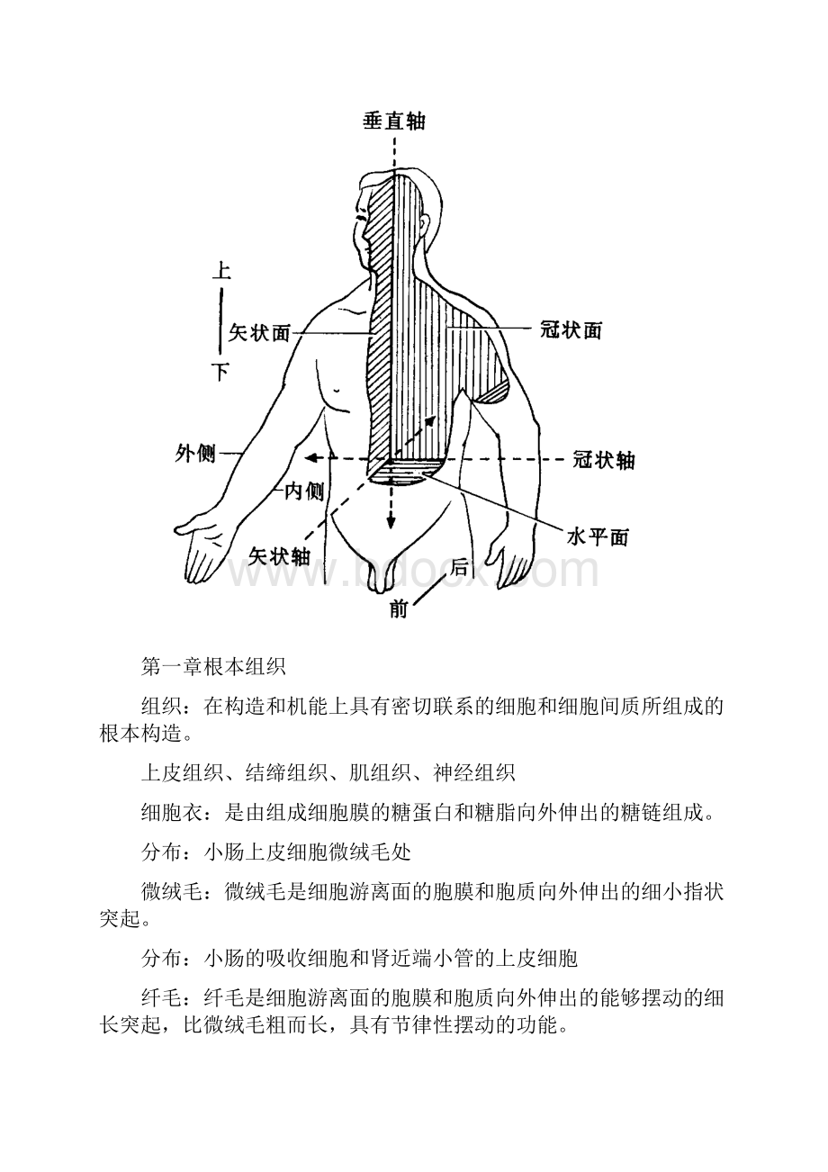 人体组织学及解剖学.docx_第2页