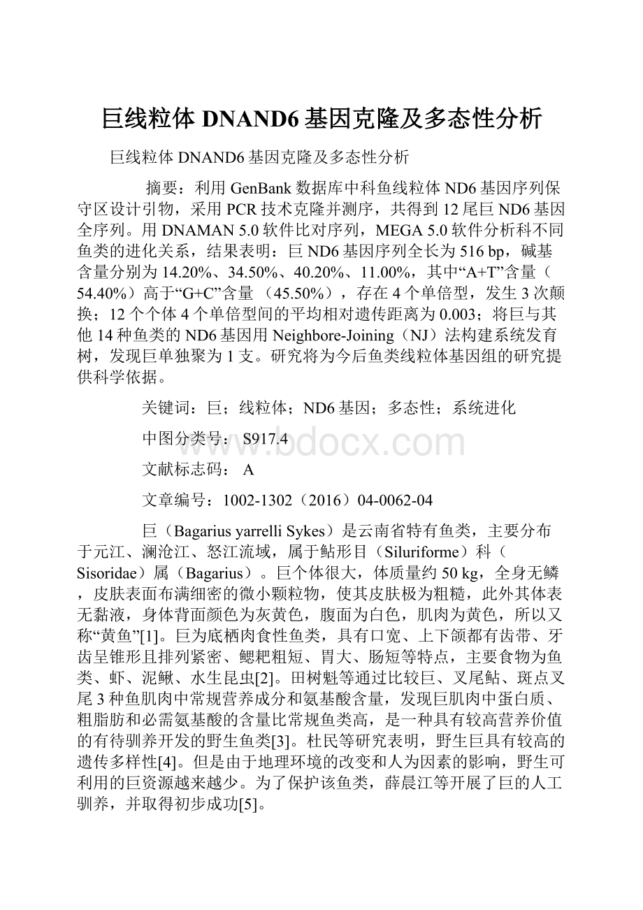 巨线粒体DNAND6基因克隆及多态性分析.docx