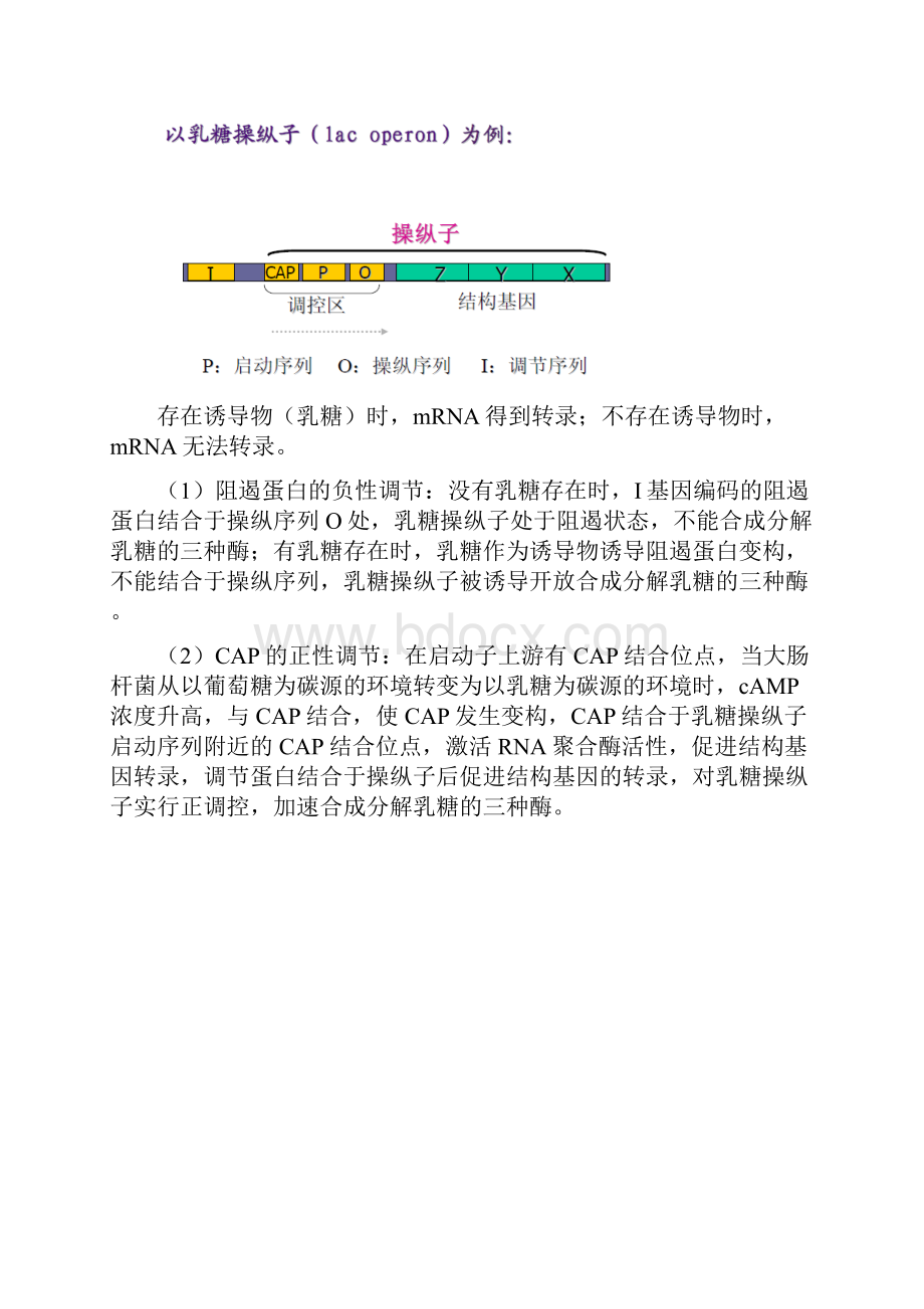 生物化学与分子生物学进展基础期末考试总结材料.docx_第2页