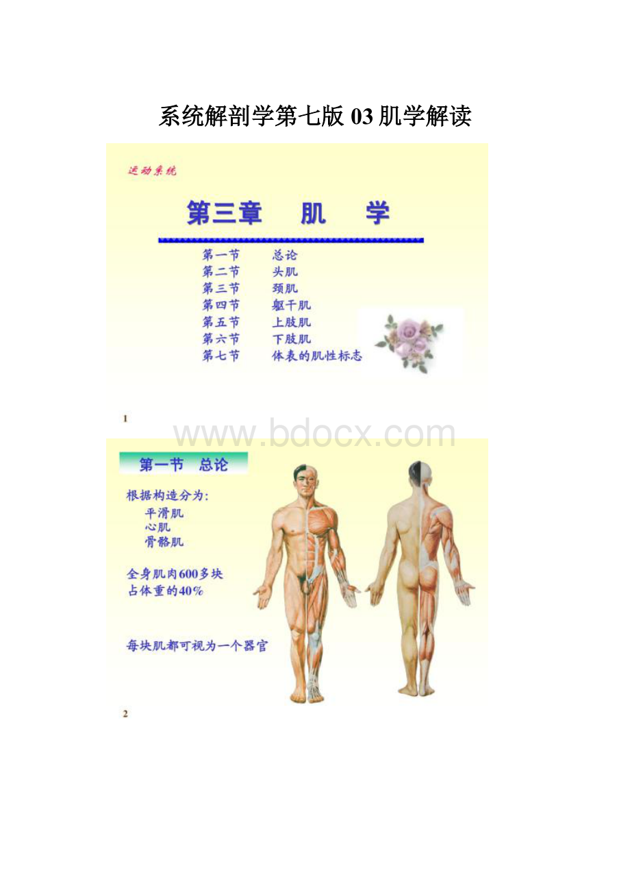 系统解剖学第七版03肌学解读.docx_第1页