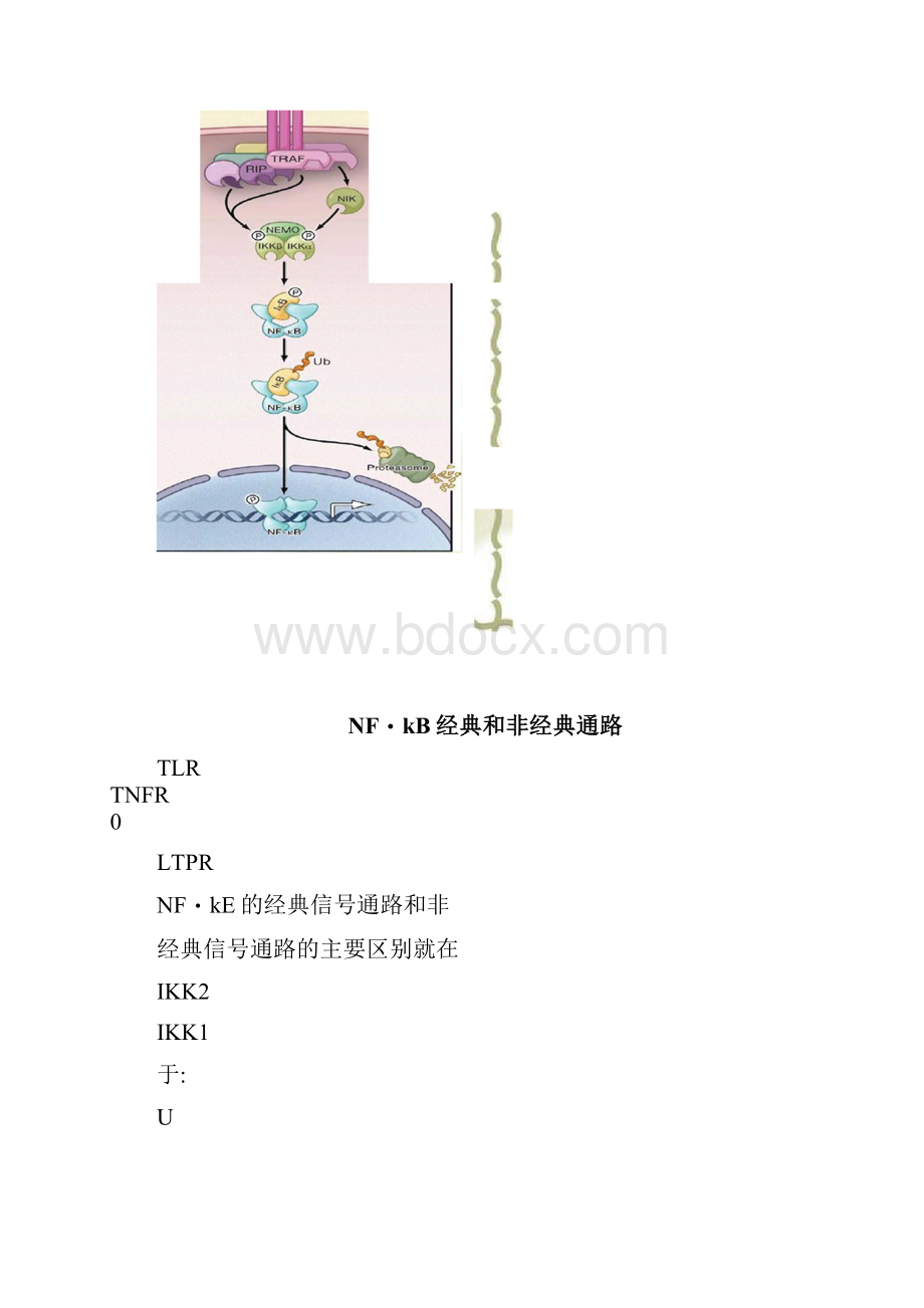 NFKB信号通路综述doc.docx_第3页