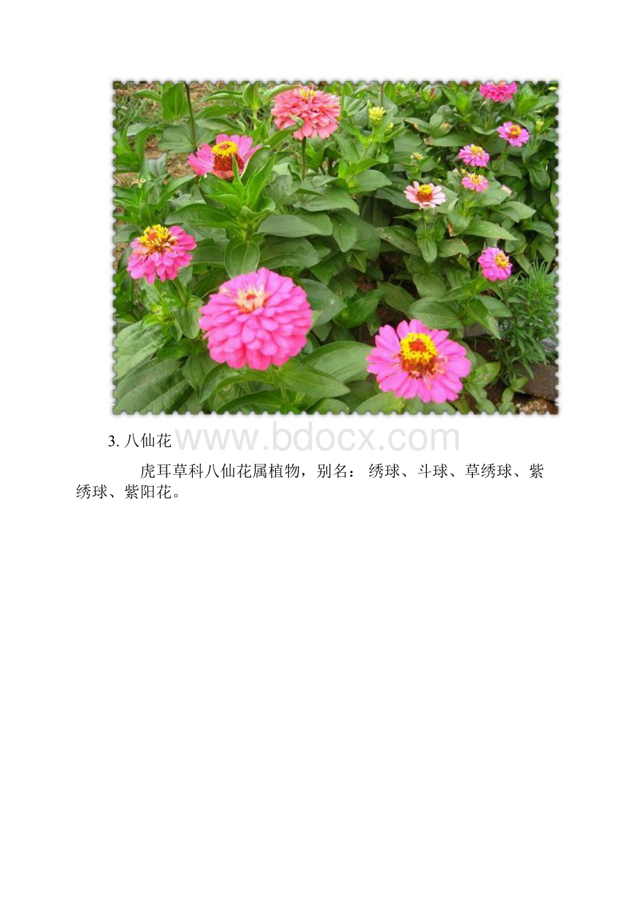 常用花镜多年生草本植物.docx_第2页