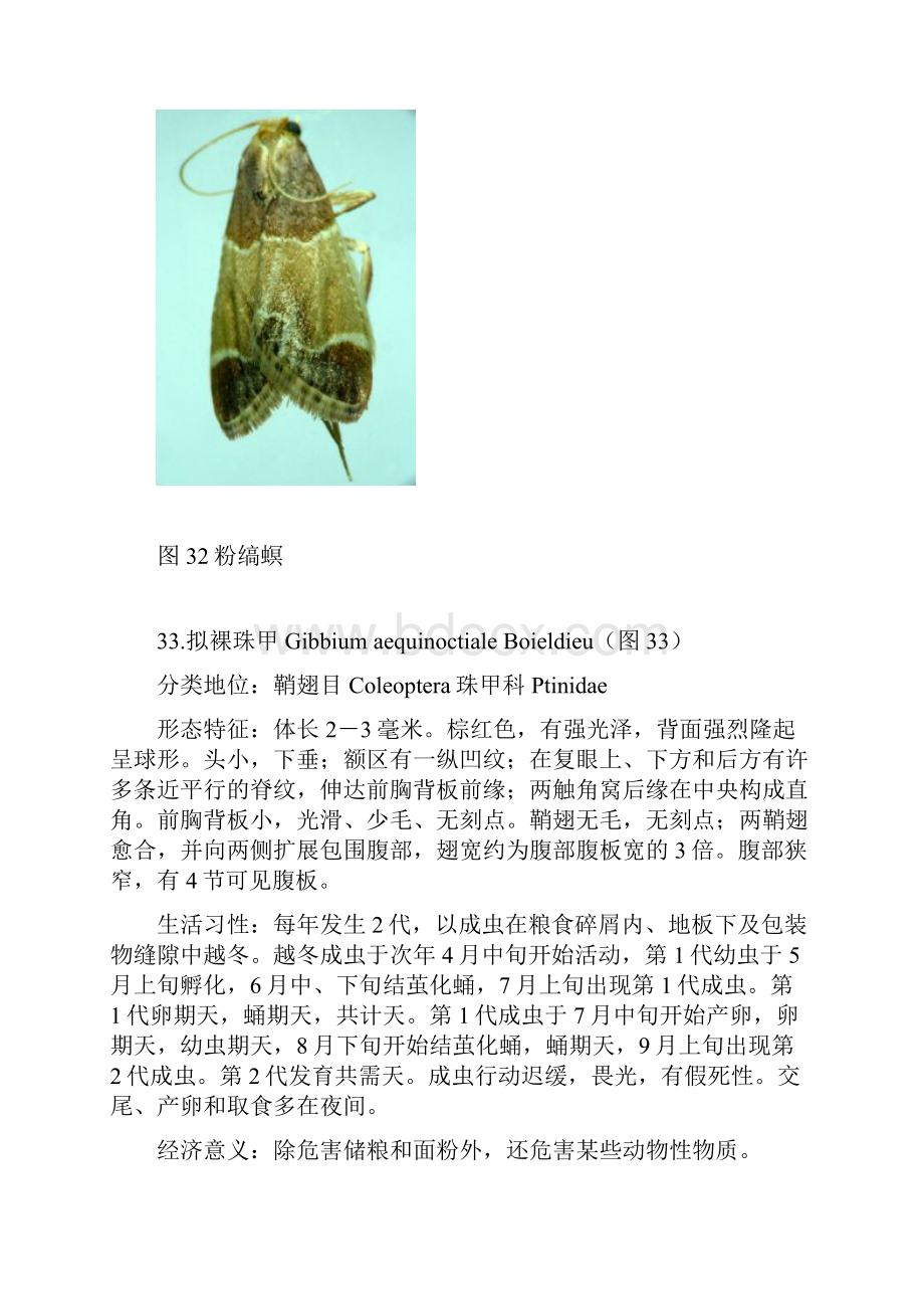 常见重要储粮害虫41种四.docx_第3页