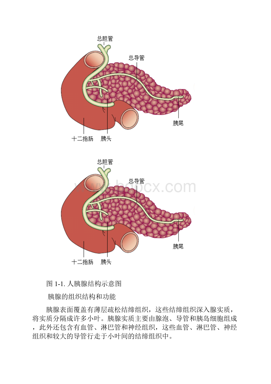 第一章胰腺的基本结构和功能.docx_第2页