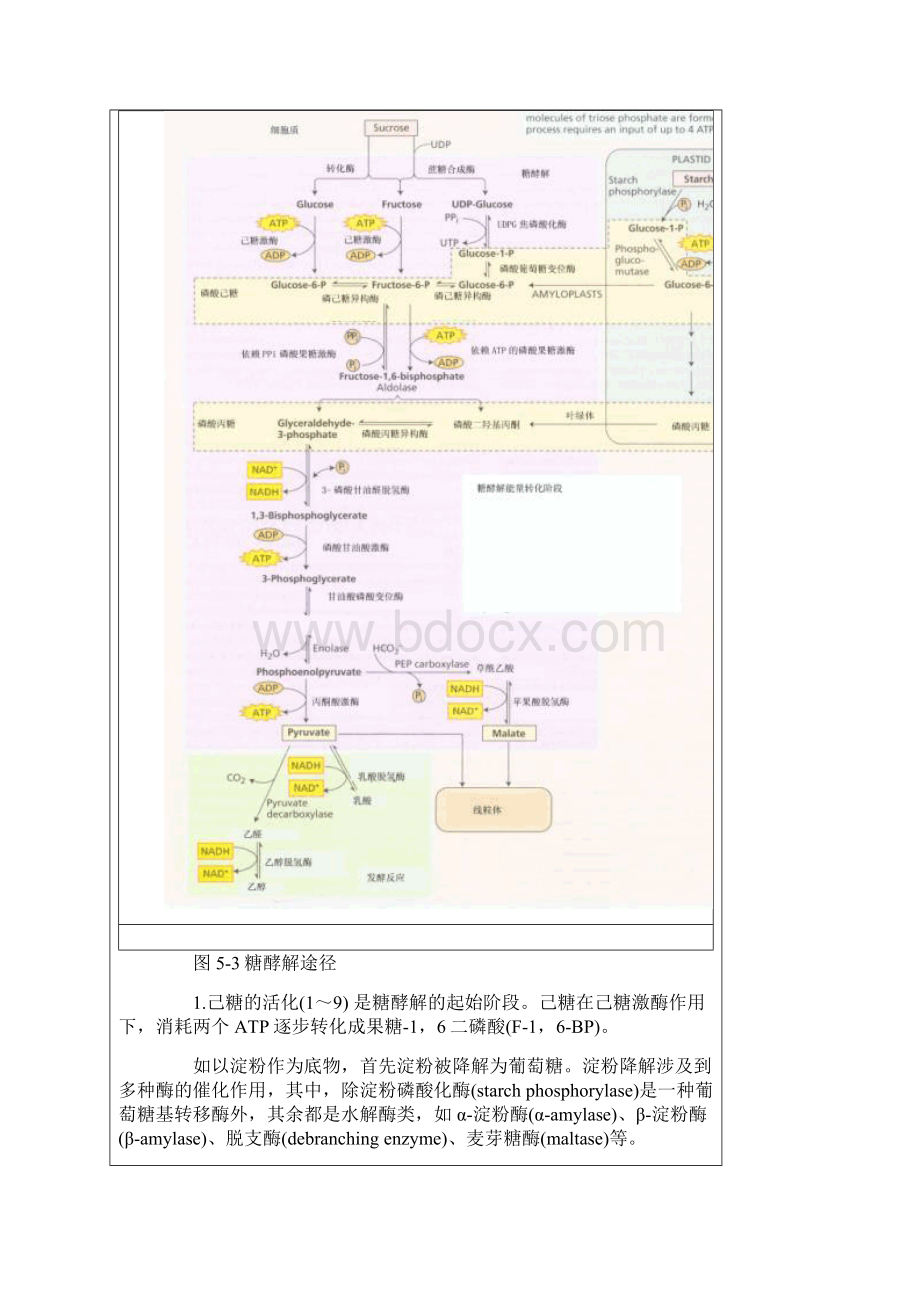 糖酵解 三羧酸循环最全总结.docx_第3页