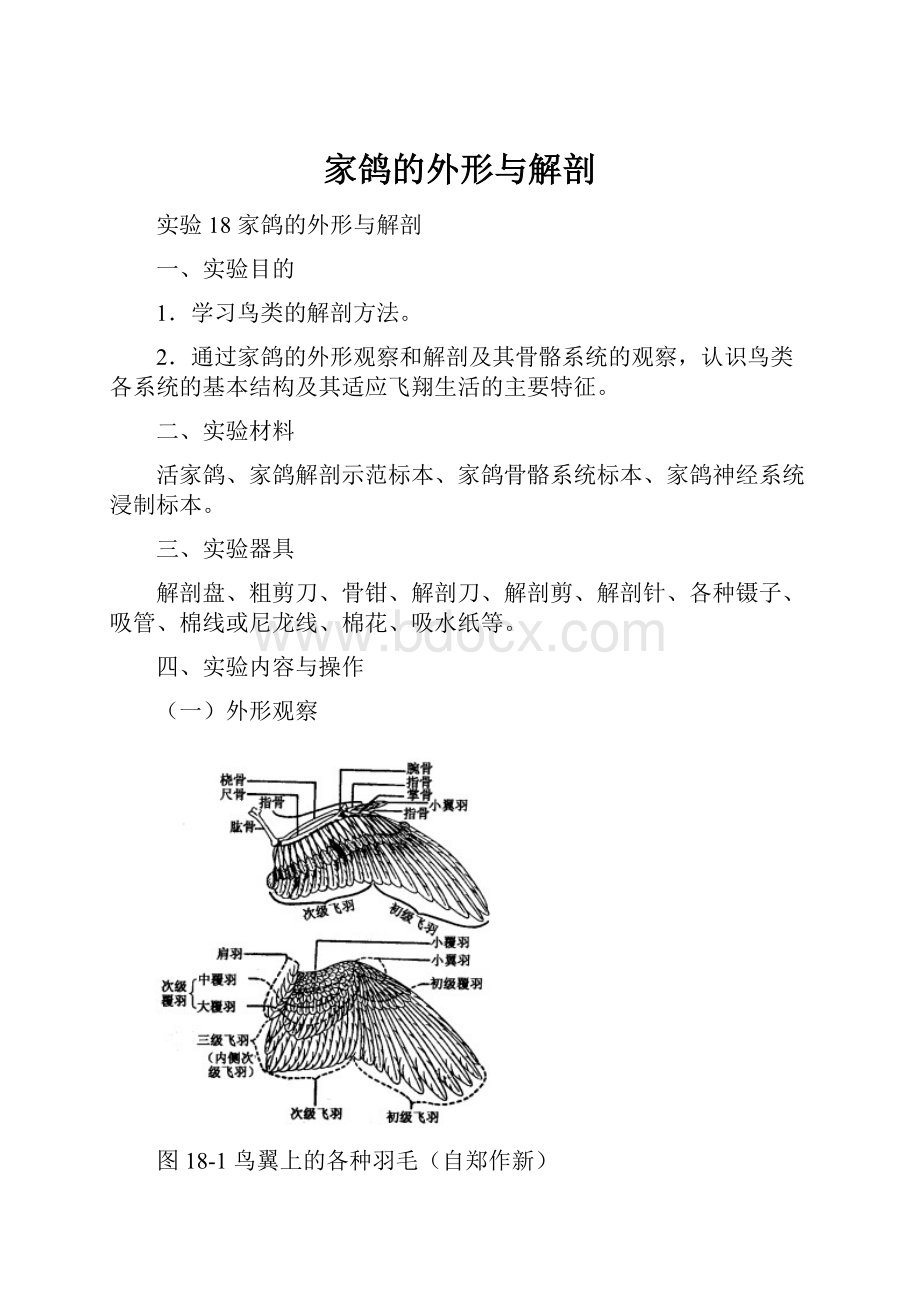 家鸽的外形与解剖.docx