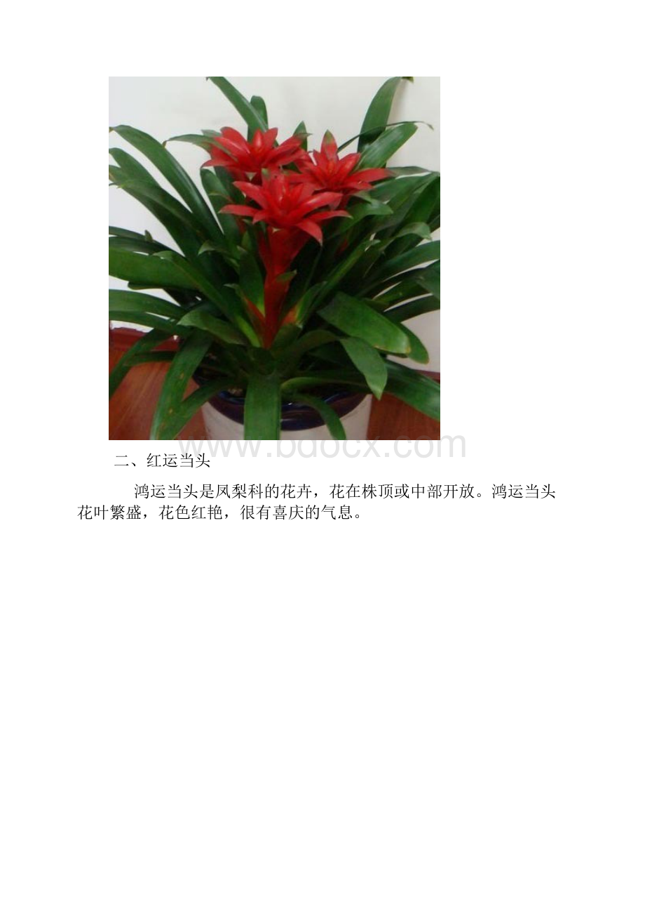 旺财旺家的28种植物.docx_第2页