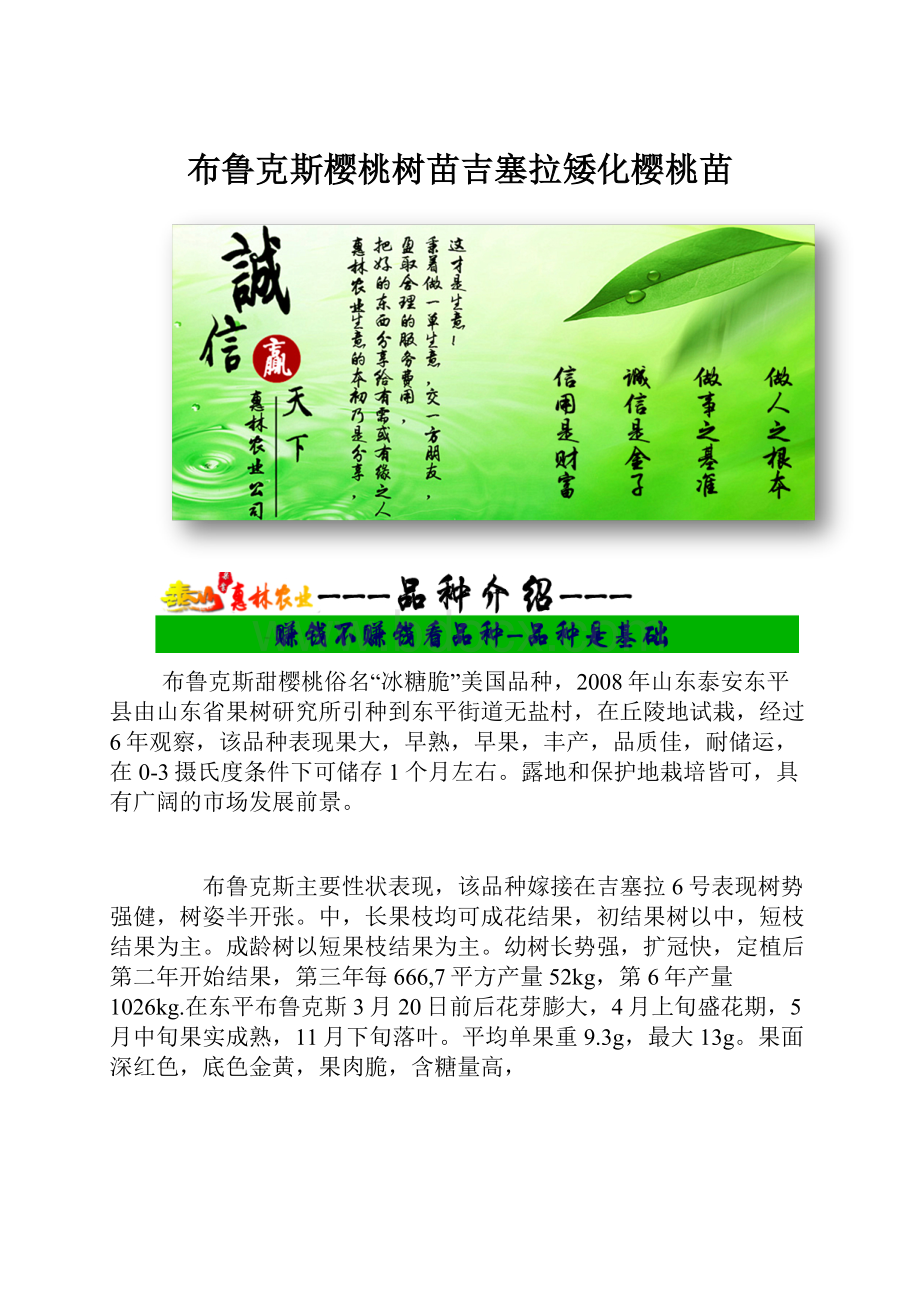 布鲁克斯樱桃树苗吉塞拉矮化樱桃苗.docx_第1页