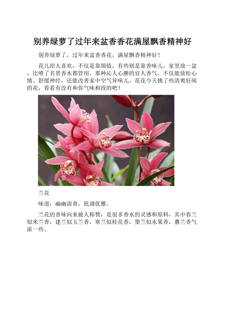 别养绿萝了过年来盆香香花满屋飘香精神好.docx