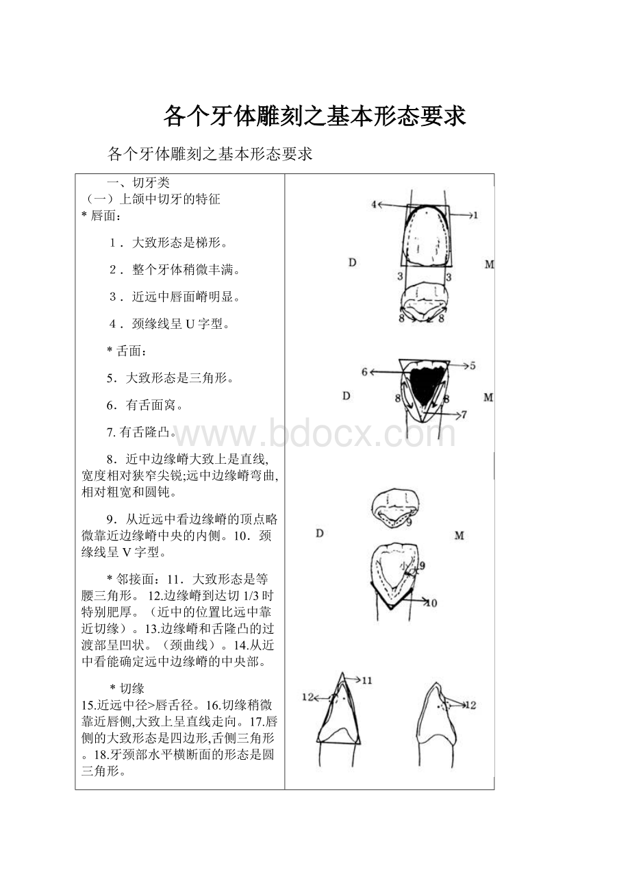 各个牙体雕刻之基本形态要求.docx