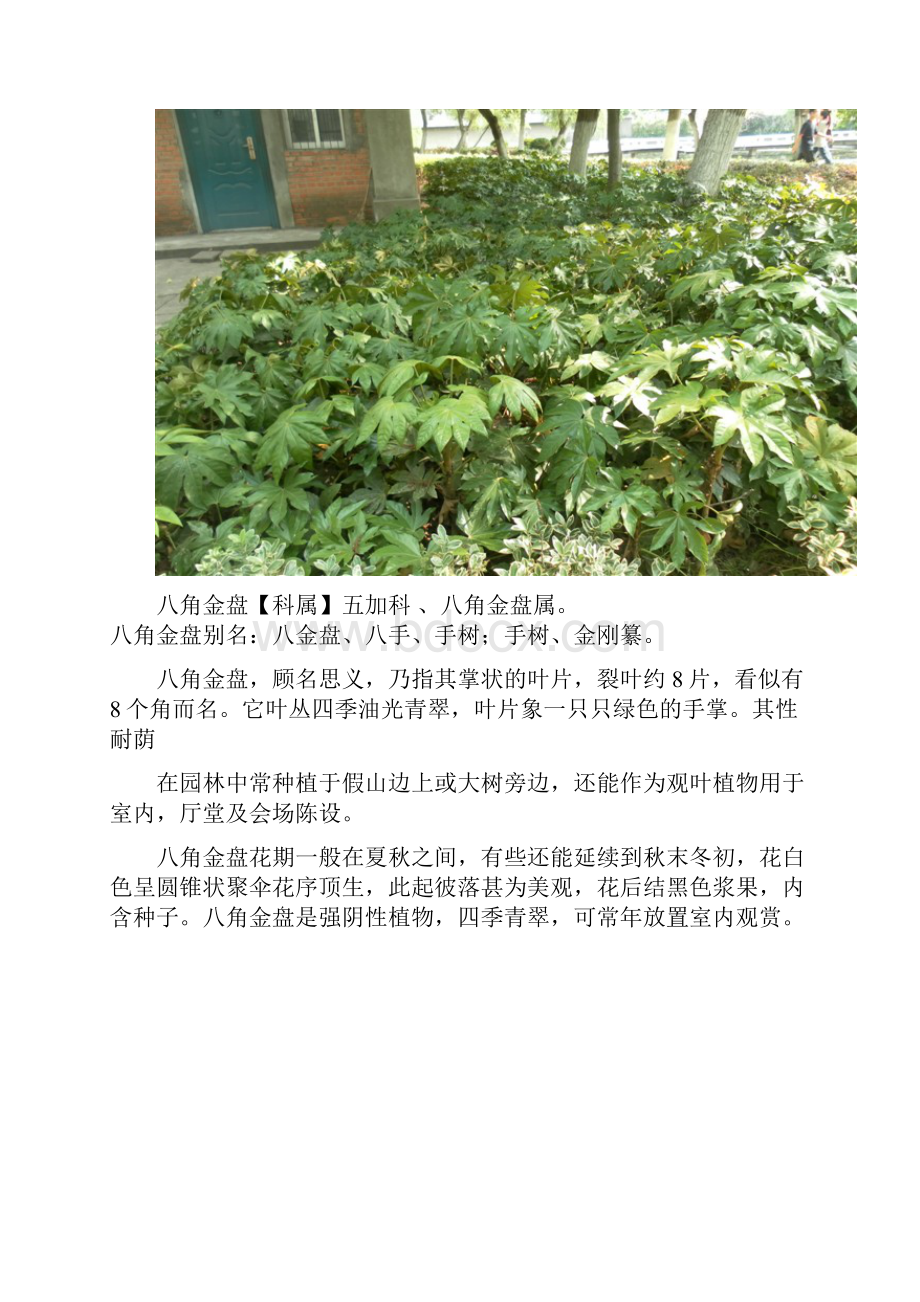 安徽农业大学常见植物.docx_第3页