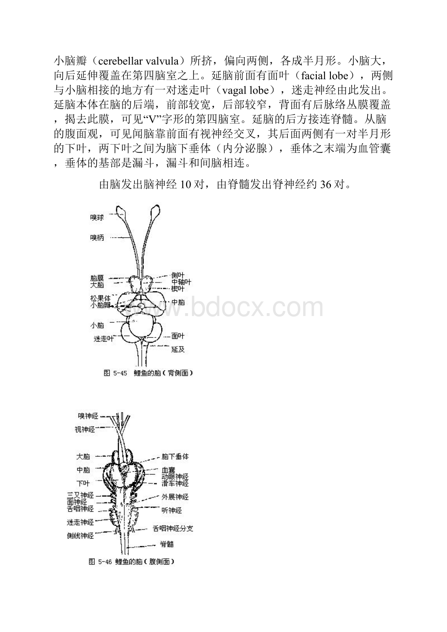 硬骨鱼的心脏和软骨鱼不同之处是心脏不具动脉圆锥而有.docx_第2页