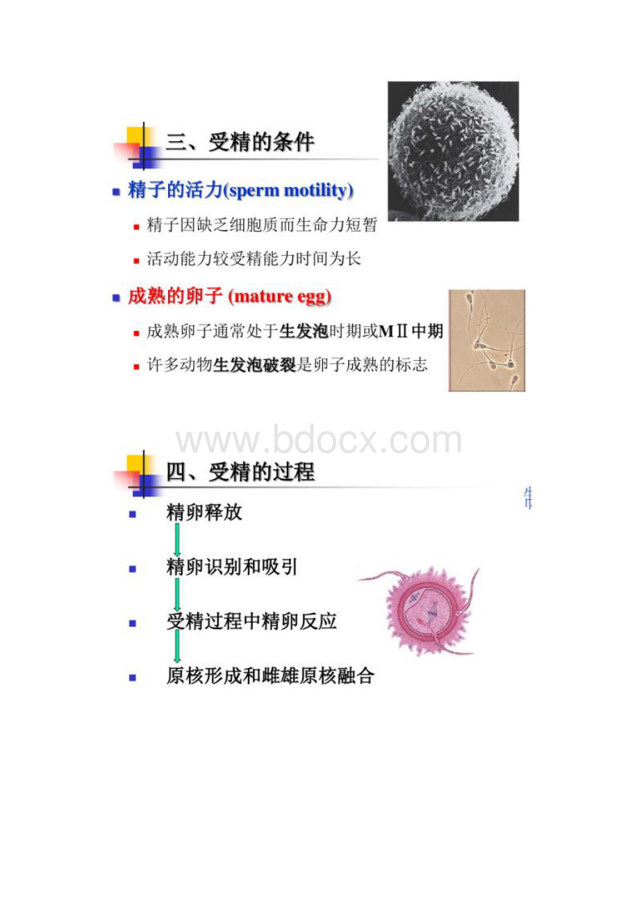 发育生物学受精过程及其机制图文精.docx_第3页