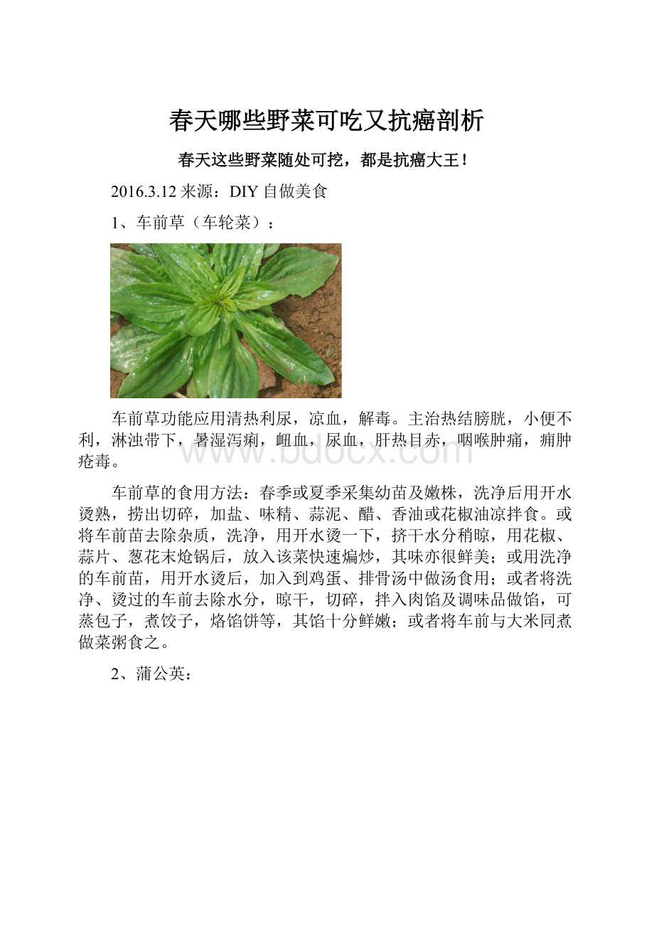 春天哪些野菜可吃又抗癌剖析.docx_第1页