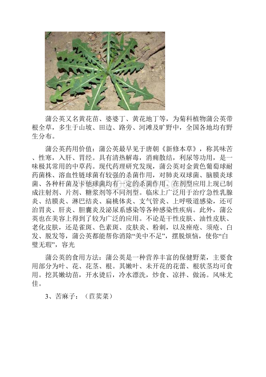 春天哪些野菜可吃又抗癌剖析.docx_第2页