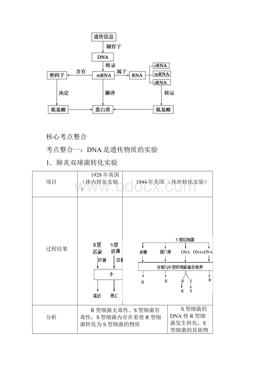 高考生物一轮复习 专题4 遗传变异与进化2遗传的分子基础教案 新人教版.docx_第2页