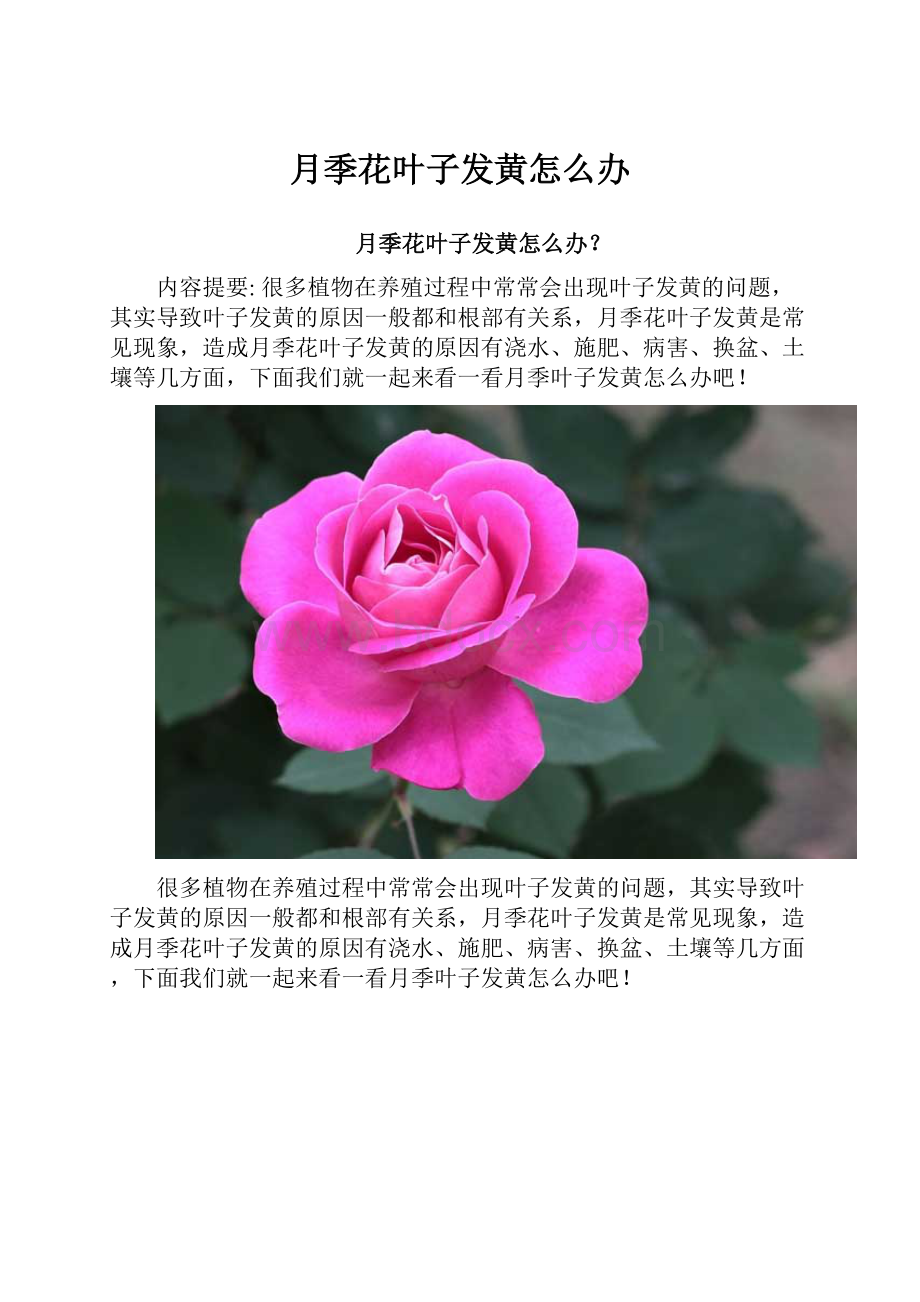 月季花叶子发黄怎么办.docx_第1页