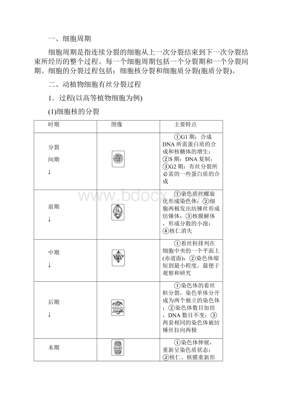 第7讲 细胞的增殖.docx_第2页