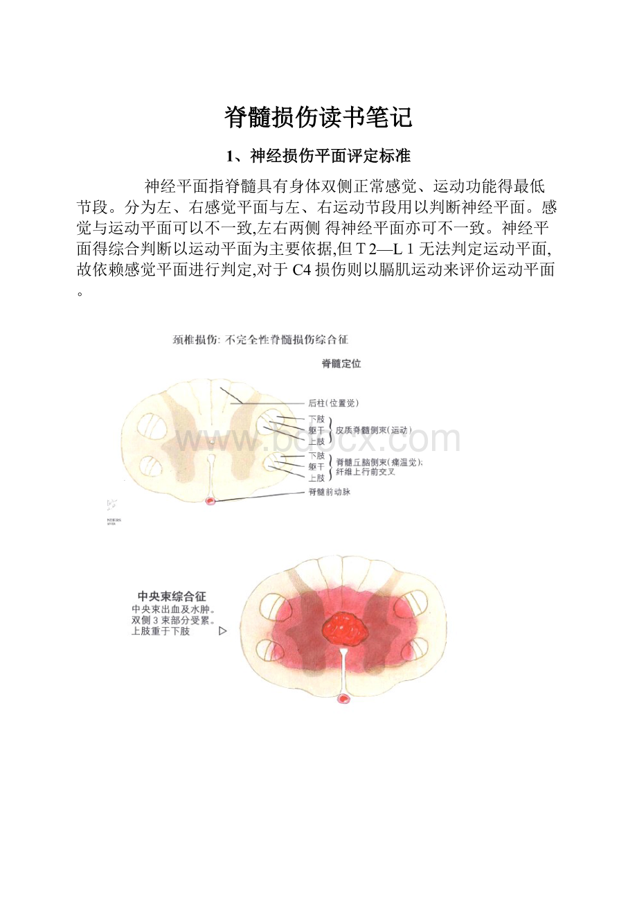 脊髓损伤读书笔记.docx