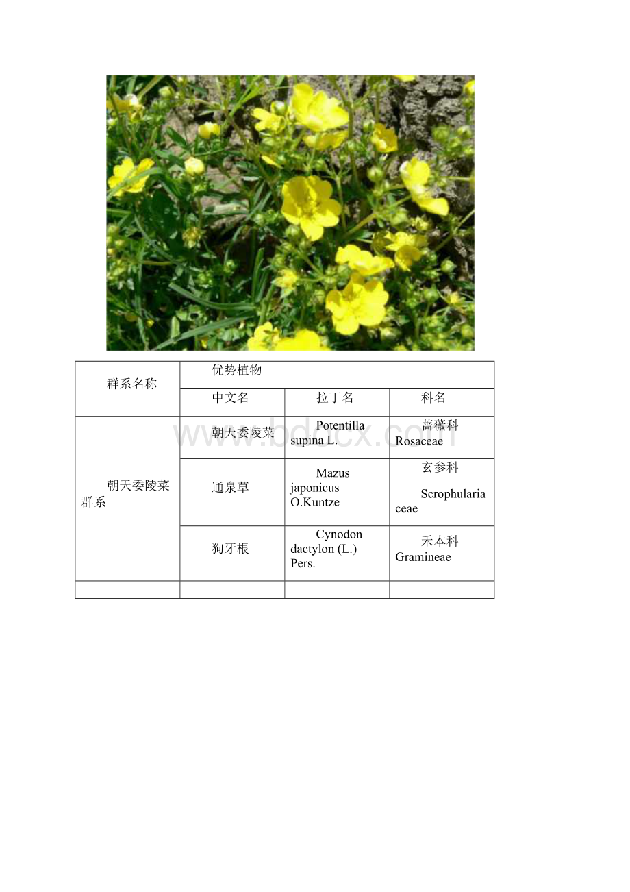 常见湖泊湿植物群系.docx_第3页